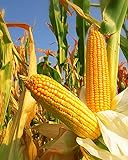 400 Seeds Yellow Dent Corn Kernels Grain Corn...