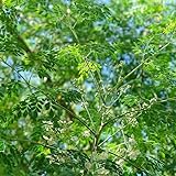 Moringa Tree Seeds (Moringa oleifera) (PM) Packet...